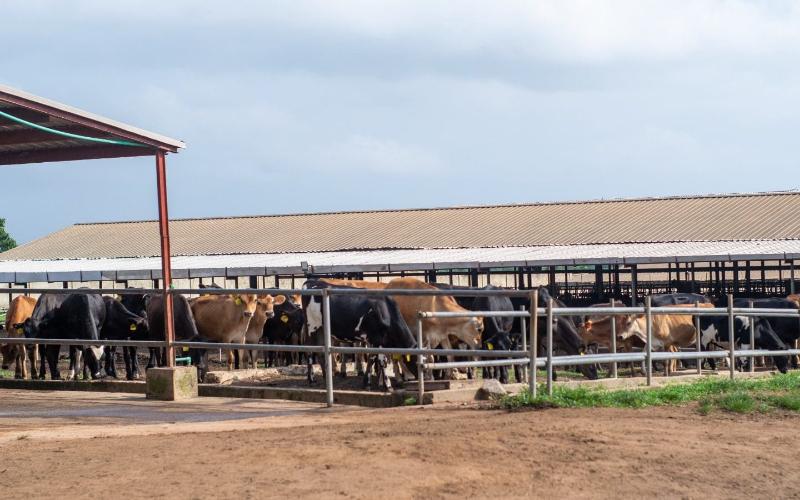 Promasidor mejora el sector lácteo de Nigeria con inversión en Ikun Dairy Farm