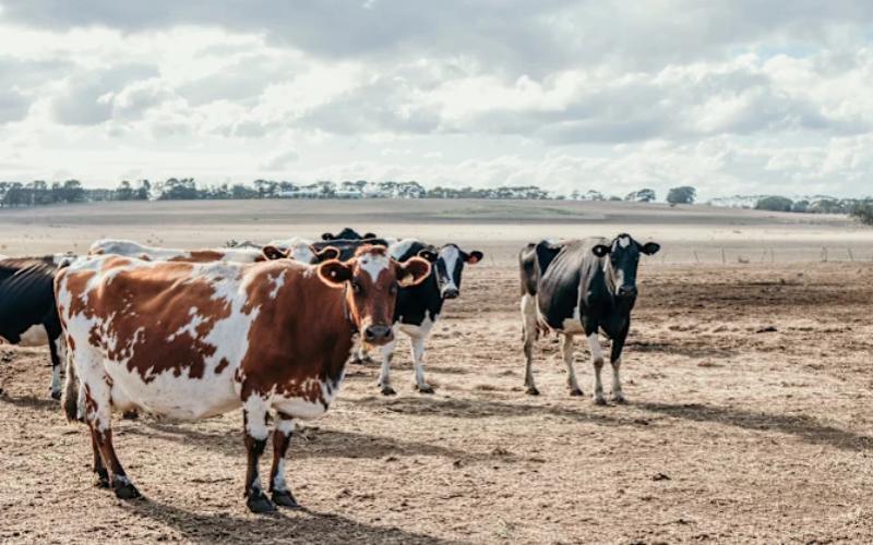 La sequía en Australia Meridional intensifica la presión sobre los precios de la leche