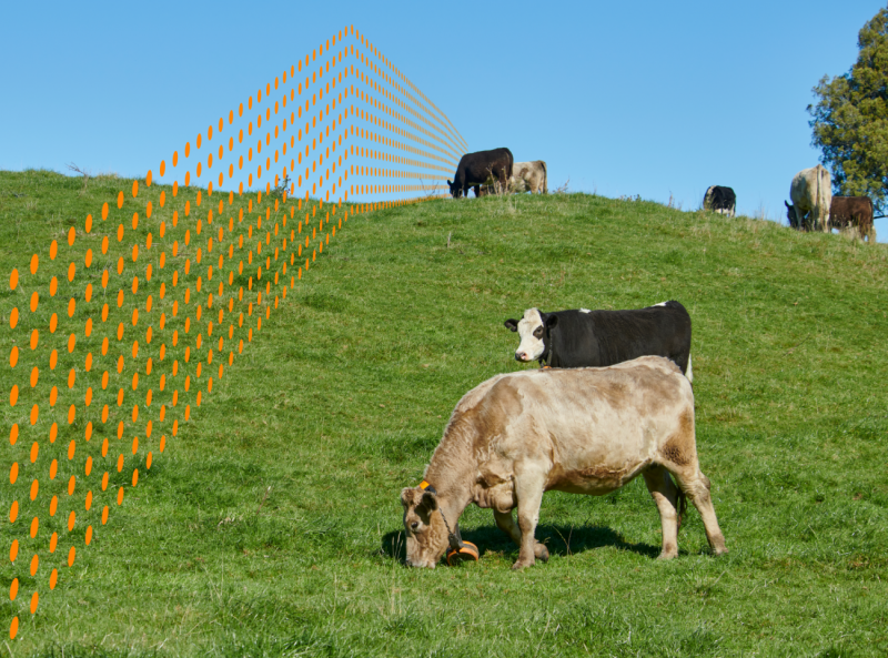 Virtual Fencing Tech Nears NSW Dairy Farm Approval