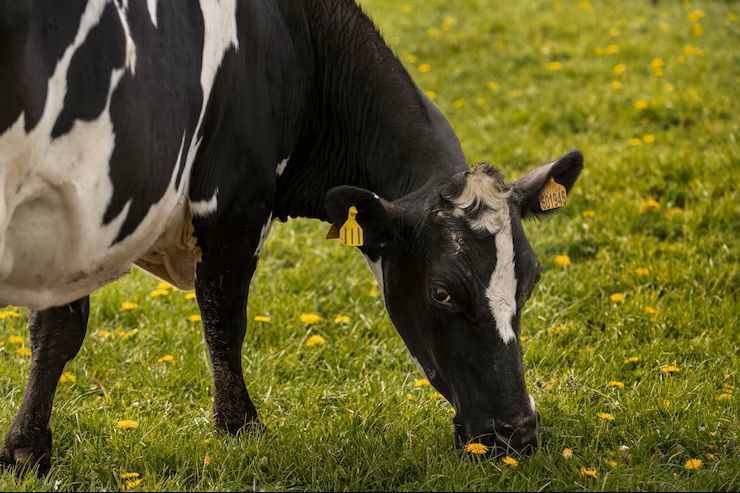 Gilly Uses Fungal Fermentation to Process Tomato Pomace for Dairy Cattle