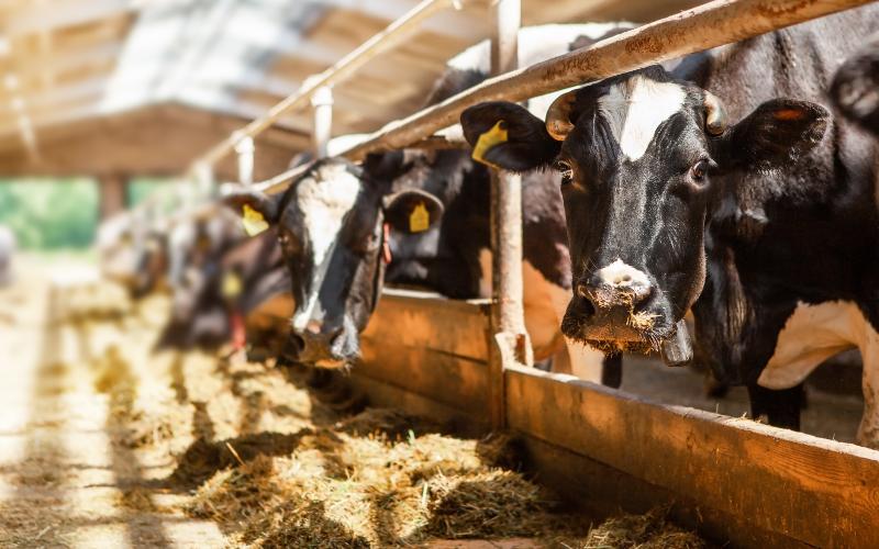 Banas Dairy Cuts 30% Methane with AI Climate Tech