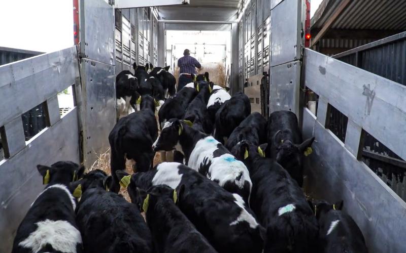 Regulatory Changes in Livestock Transport Boost Animal Welfare and Competitiveness