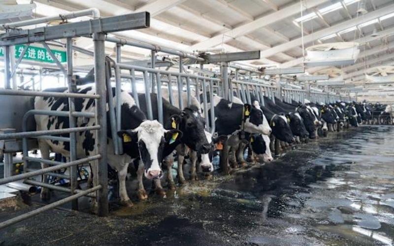 Changes at YuanShengTai Dairy Farm Amid Board Restructuring