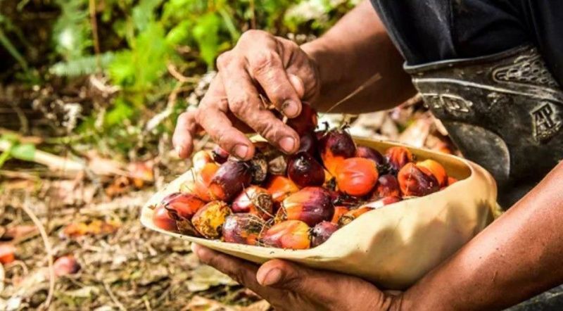 Malaysian Palm Oil Futures Rise on Optimism Over Indian Demand