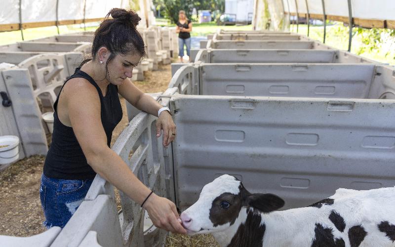 Minnesota Dairy Farm Adopts Cow Cuddling Amidst Low Milk Prices