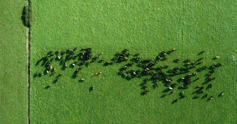 Efficiency and management distinguish farms in a high-cost era Efficiency and management distinguish farms in a high-cost era