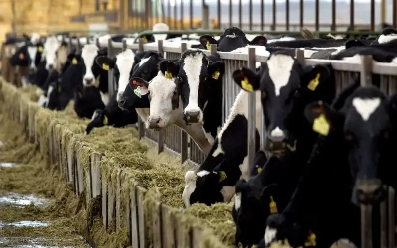 Indonesia’s Ambitious Dairy Strategy: Aiming for Self-Sufficiency by 2029