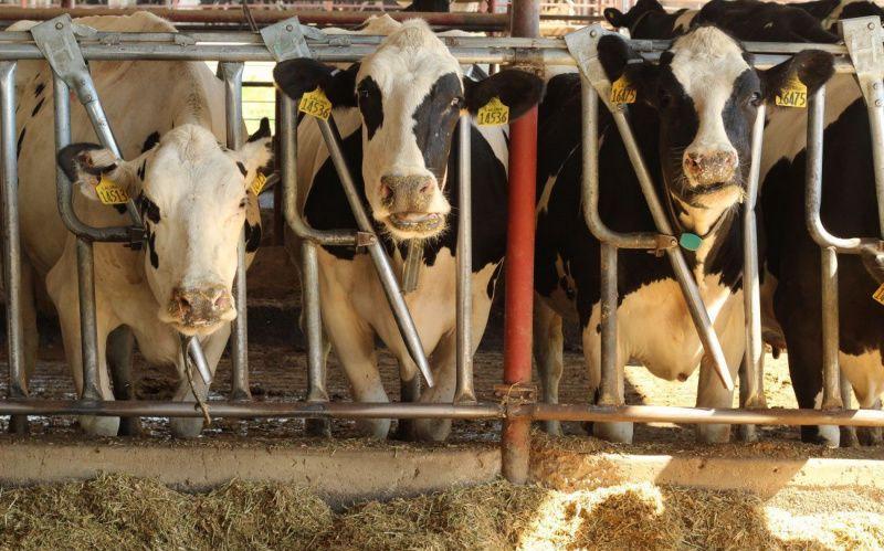 Американские производители молочной продукции исключены из федерального пакета помощи в размере 12 миллиардов долларов