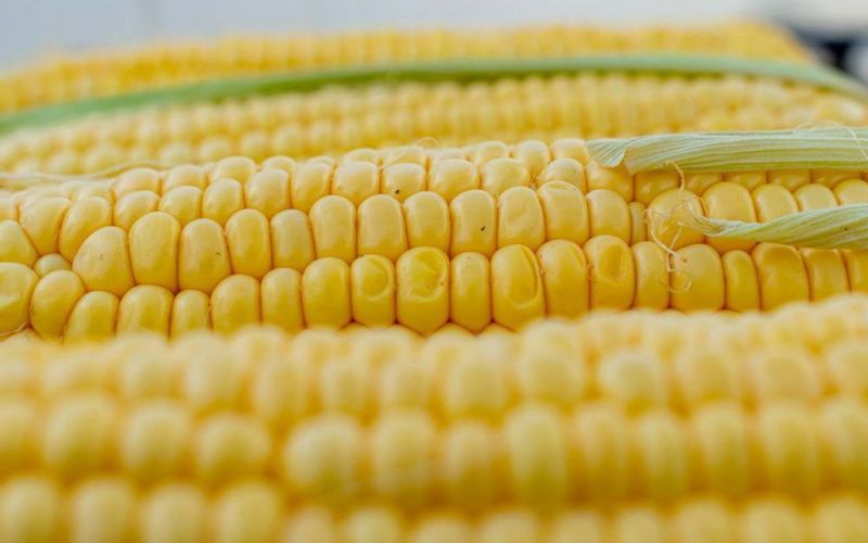 Syngenta и McDonald's объединились для сокращения выбросов скота с помощью модифицированной кукурузы