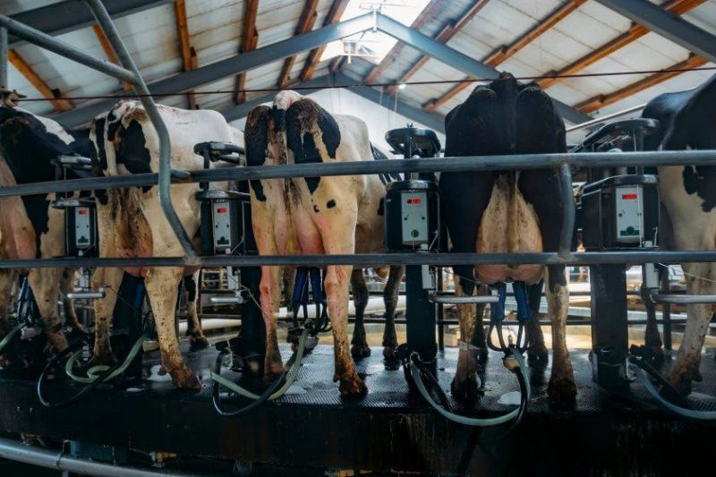 Dairy Sector in Great Britain Sees Continued Decline in Producer Numbers