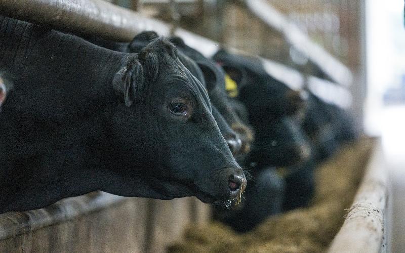 ABF Farms Expands Operations by Acquiring Twin Peaks Creamery