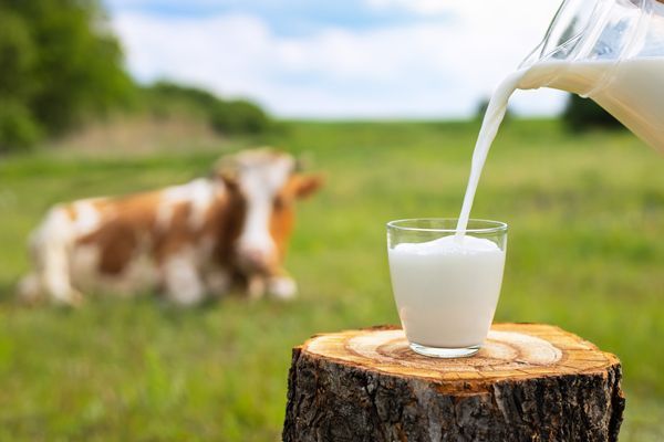 California Dairy Industry Boosted by CMAB's Strategic Initiatives