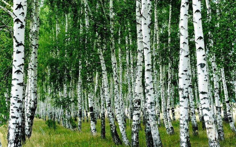 В УрФУ предложили создавать из березовой коры противодиабетические каши и сыры