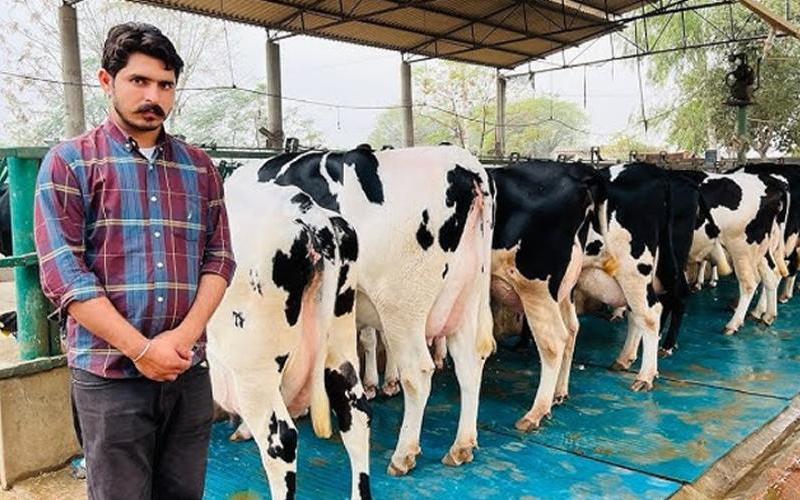 India's Dairy Export Labels Under Global Compliance Scrutiny