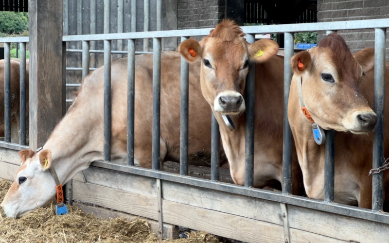 Blanc Pignon Dairy Farm in Jersey Closes After 84 Years
