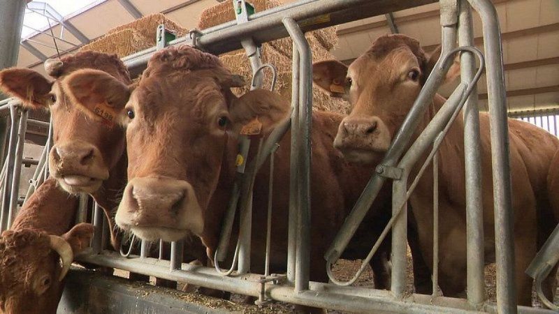 La duda de Arla complica el futuro de los granjeros lecheros de EKABE en Luxemburgo