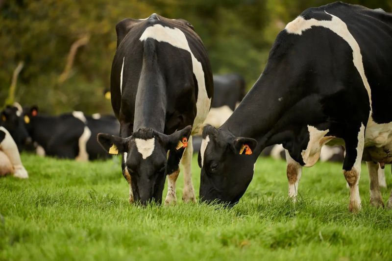First Milk تنفذ تكنولوجيا الأقمار الصناعية لتعزيز استدامة المزارع