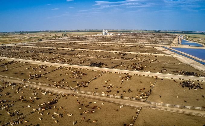 Meat and Dairy Giants Face $116bn Risk from Climate Change