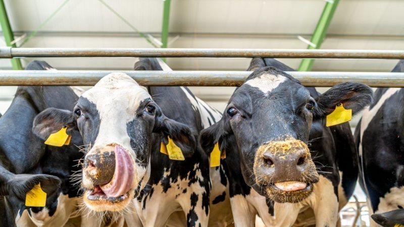 Dutch Dairy Cows Produce More Milk Than Irish Cows