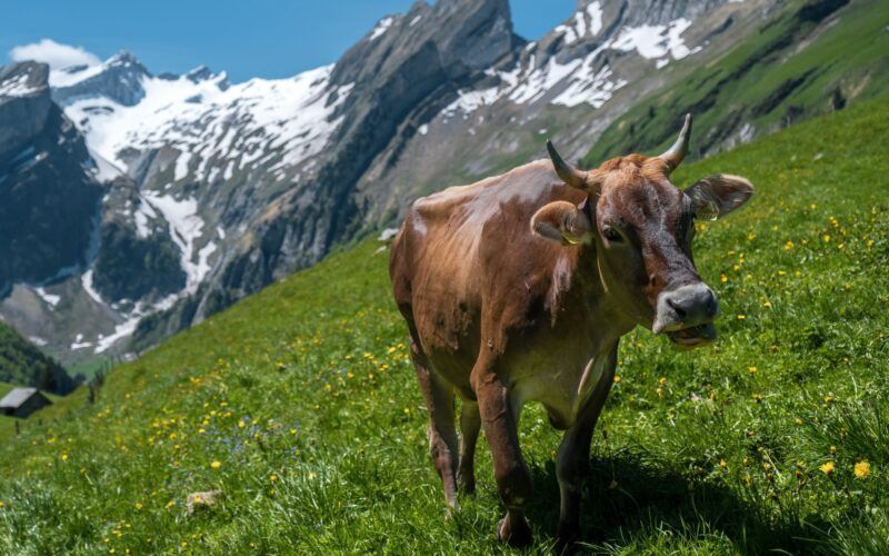 New Zealand's Dairy Sector Challenges Swiss Trade Deal Terms