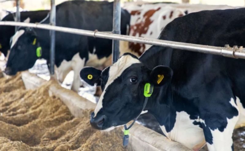 Identificación digital de ganado facilita acceso al crédito para agricultores brasileños