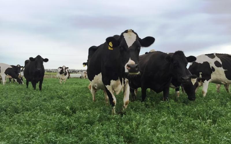 Australia Confirms Dairy Code of Conduct as Effective Regulatory Tool