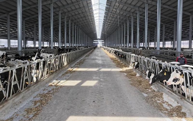 Северо-Казахстанская область нарастила производство молока на 16% за счет импорта 9 тыс. голов КРС и запуска мега-ферм