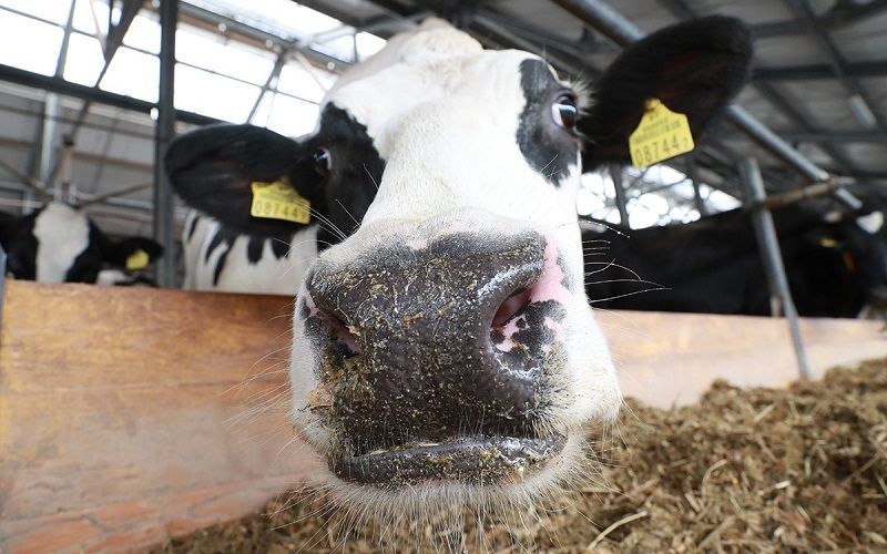 Import of Breeding Animals in the EAEU Decreased by 64%