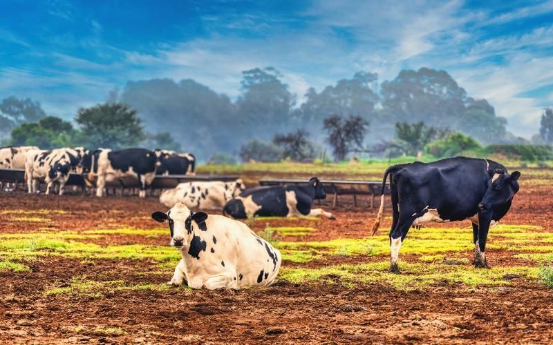 Dairy Processors Ramp Up Decarbonization Efforts in Africa