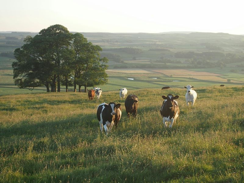 Scientists Estimate Precision-Fermented Milk Could Use 96% Less Land