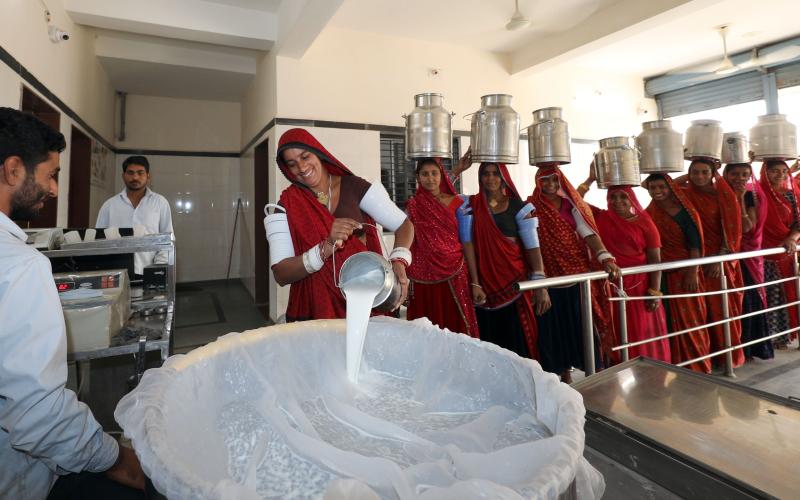 Gujarat Ranks Fourth in India’s Milk Production, Strengthens Animal Health Initiatives