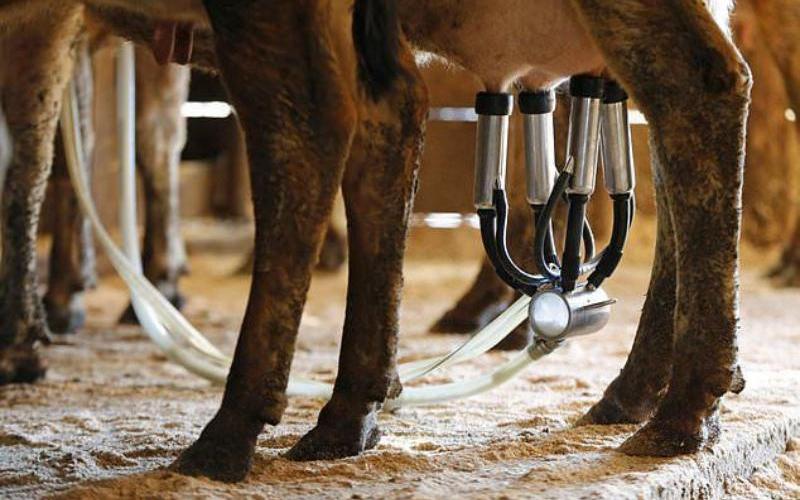 Florida Farm Linked to E. coli Outbreak from Raw Milk