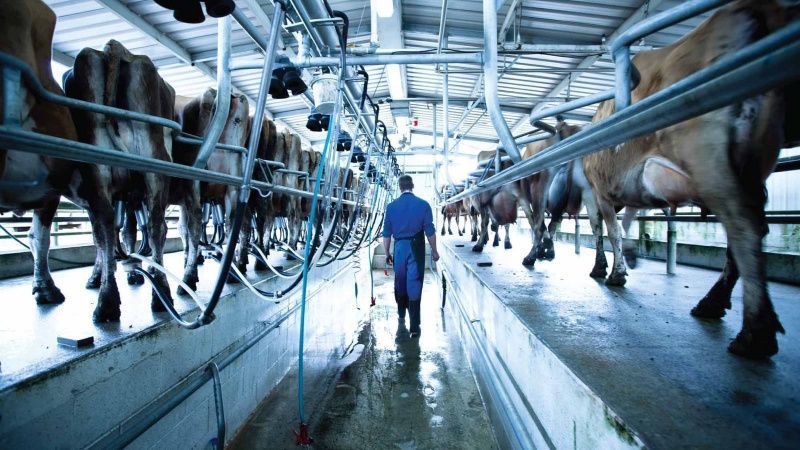 Fonterra's Stock Trades at 8.7 Times Earnings After Profit Growth