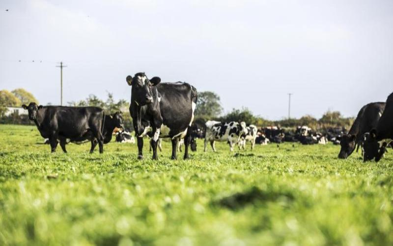 Los Procesadores de Lácteos en Irlanda Ven un Aumento en las Emisiones de Gases de Efecto Invernadero