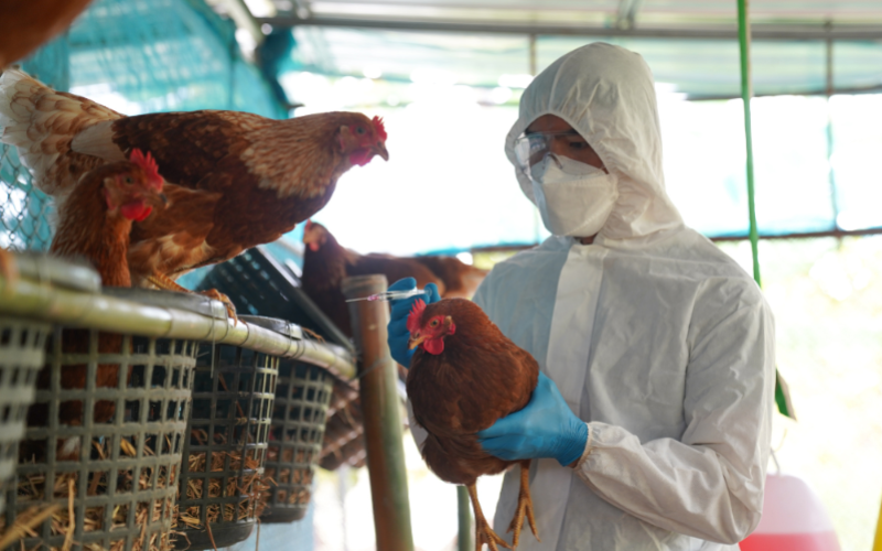 Staff Exodus at U.S. Farm Agency Weakens Bird Flu Defense