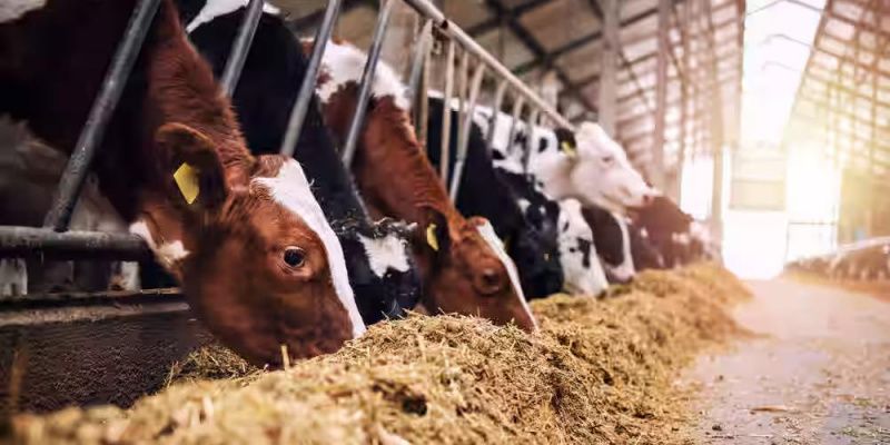 New Dairy Collection Center in Jojutla Aims to Support Local Farmers