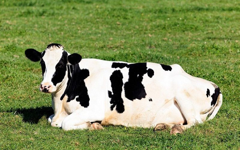 Zimbabwe's Dairy Sector Embraces Artificial Insemination to Boost Milk Output