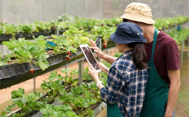 Brazil accounts for 78% of Latin America's agtechs, Embrapa reports