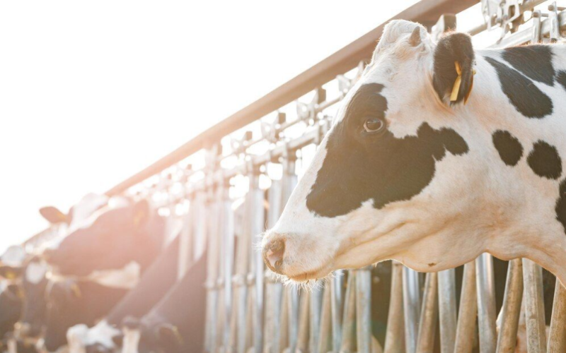 Prime Dairy Surpasses 10,000 Cows in Australia