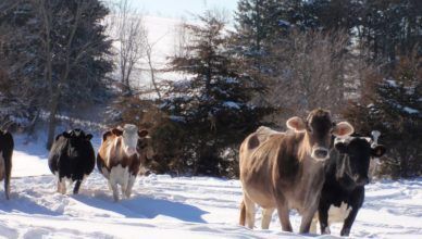 Record Prices in Russia’s Dairy Market: Supply Shortages and Declining Cattle Numbers Drive Price Surge