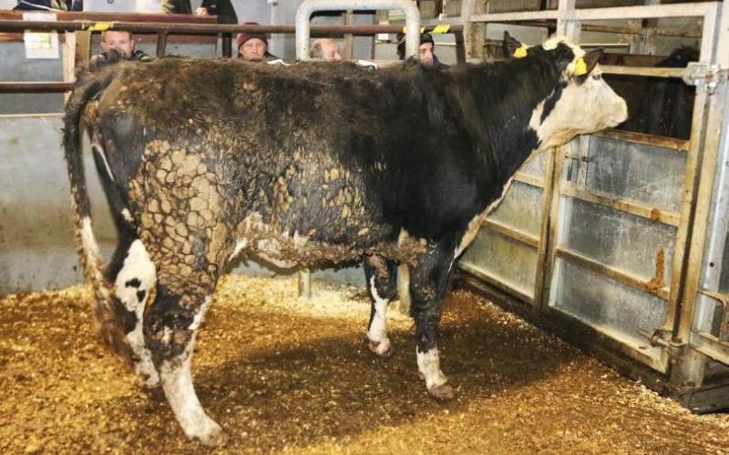 La cooperativa Rathfriland ve que las ventas de vacas lecheras alcanzan £3150 en un fuerte mercado de ganado