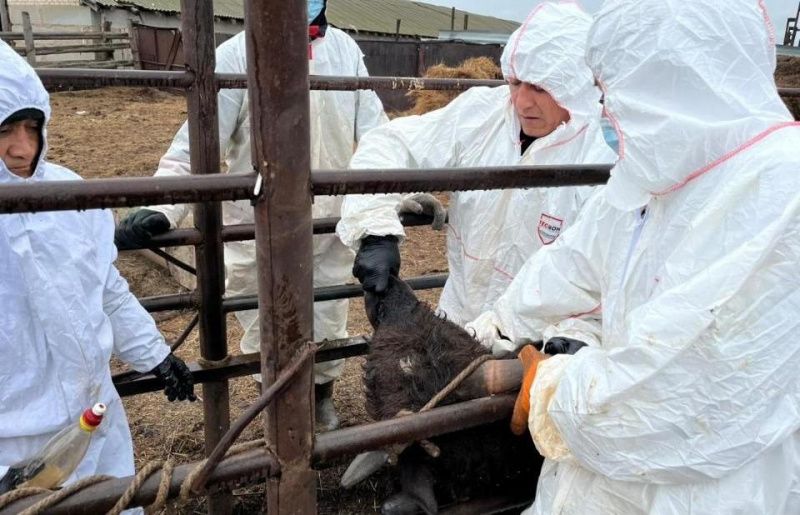 Казахстан стремится снизить зависимость от импорта ветеринарных препаратов