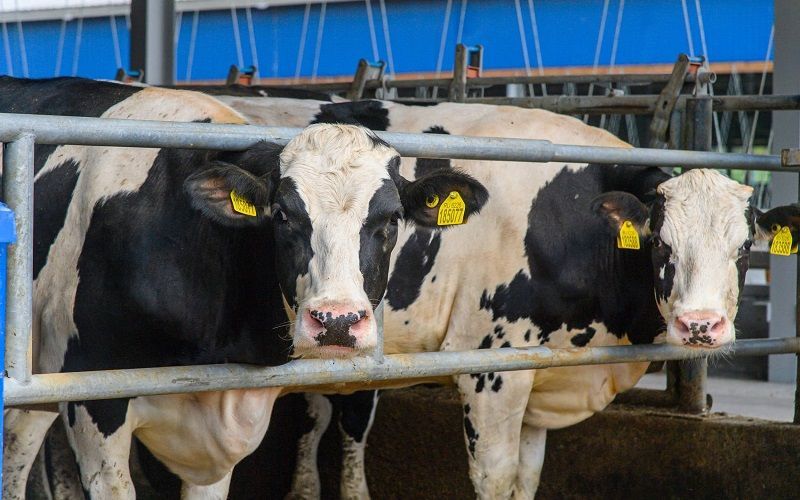 Казахстан обновил правила субсидирования животноводства: перераспределение средств и новые нормативы поддержки