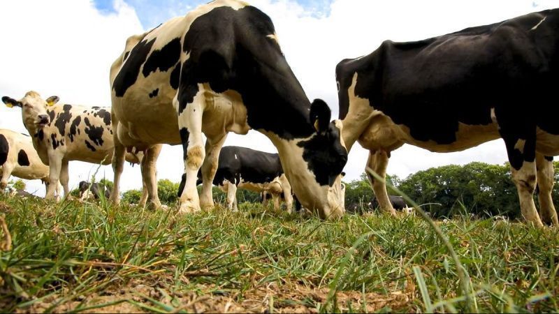 Tirlán nutritionist advises 100-cow herds to feed at least three silage bales daily