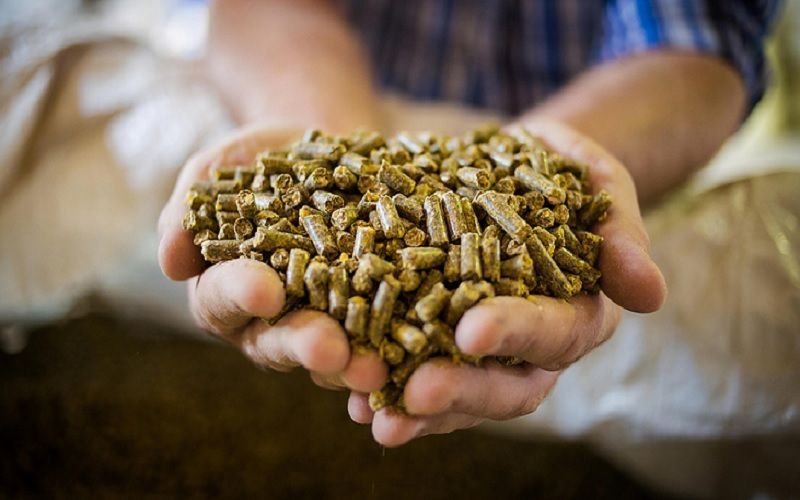 Russia Emerges as a Global Leader in Meal Production