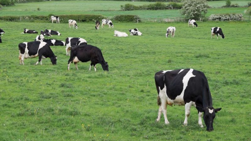 Milk prices rise while supply recovery may temper gains