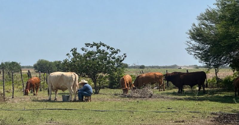 U.S. Milk Powder Imports Impact Dairy Sector in Tamaulipas