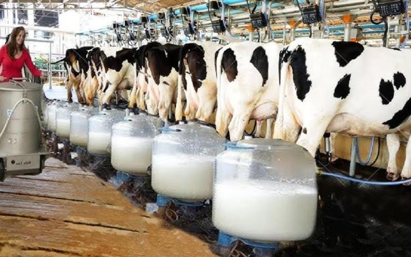 Uruguay MGAP, Süt Ürünleri Sektörüne Yeni Gereksinimleri Uyguluyor