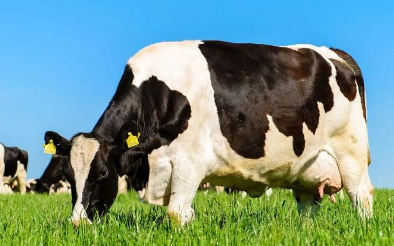 اتحاد NFU سكوتلندا يدعو إلى اتخاذ إجراء وسط انخفاض حاد في أسعار الحليب