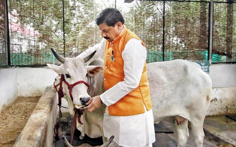 Las cooperativas lecheras en Madhya Pradesh impulsan los ingresos rurales